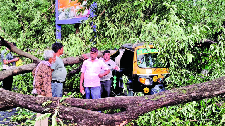 Rourkela News: राउरकेला क्लब के पास पेड़ गिरने से ऑटो क्षतिग्रस्त, बिजली का खंबा टूटने से कई लोग घायल