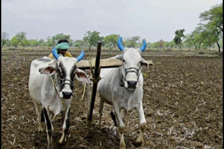 रोहणी ने धरती को भीगोया, खेतों की नमी देख लहलहा उठा किसानों का मन, बंपर पैदावार की उम्मीद