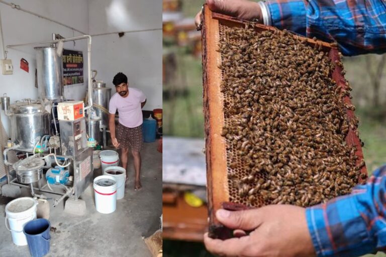 बदलते मौसम ने छीनी मधुमक्खी पालकों की मिठास, लाखों का नुकसान, 100 से अधिक बक्सों की मधुमक्खियां मरीं