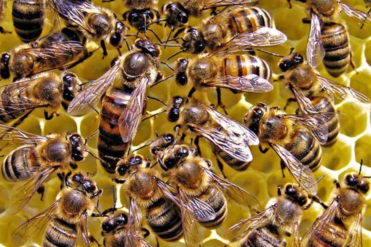 बदलते मौसम ने छीनी मधुमक्खी पालकों की मिठास, लाखों का नुकसान, 100 से अधिक बक्सों की मधुमक्खियां मरीं 3 Madhumakkhi Palan Buxar 2