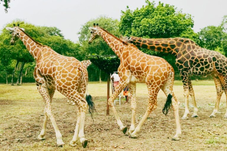 पटना जू के ‘भीमा’ को मिलेगा साथी, मैसूर से आएगा जिराफ, बढ़ेगी रौनक