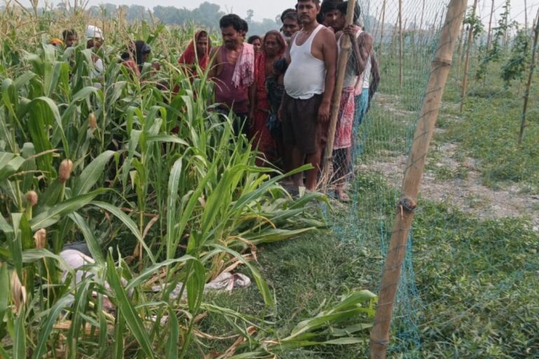 वैशाली: मक्के के खेत में मिला अज्ञात व्यक्ति का शव, हत्या की आशंका, गले पर जख्म के निशान