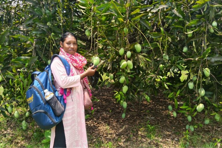 Saraikela: बिरसा हरित ग्राम योजना से बढ़ी महिलाओं की आमदनी, आम की खेती से बदली जिंदगी