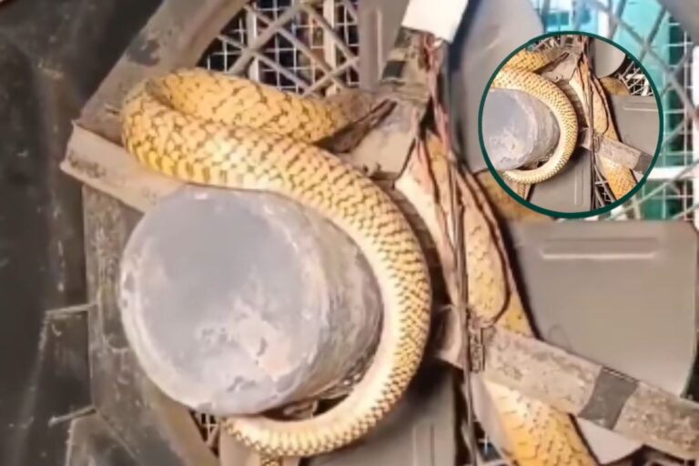 Viral Video: गर्मी से राहत पाने चला था शख्स, कूलर में बैठा मिला खतरनाक सांप