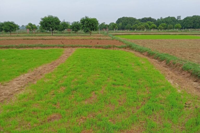 आर्द्रा नक्षत्र में ‘अमृत’ बनेगी बारिश, धान की बुआई के लिए कृषि विभाग ने जारी की एडवाइजरी