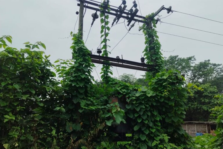 विद्यालय के पास झाड़ियों में छिपा ट्रांसफॉर्मर बना टाइम बम, बिजली विभाग पर लापरवाही का आरोप