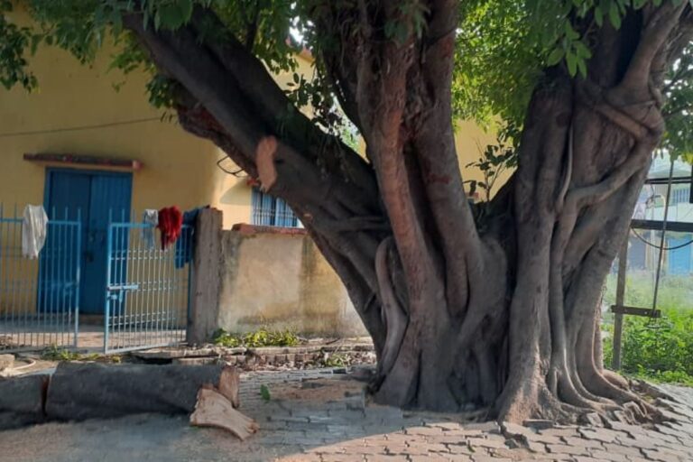 राजापाकर में काली स्थान से असामाजिक तत्वों ने बरगद का पेड़ काटा, ग्रामीणों में आक्रोश