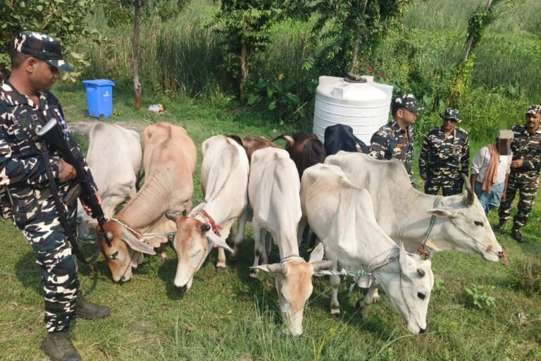 भारत-नेपाल सीमा पर 16.5 किलो गांजा और नेपाली बाइक जब्त, 9 बैलों के साथ तस्कर गिरफ्तार