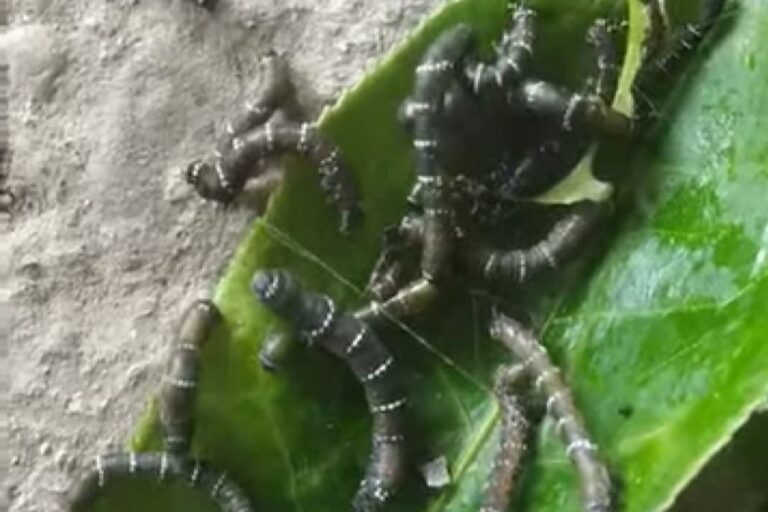 सीमांचल के चाय बागानों पर लूपर कैटरपिलर का कहर, महंगी दवा भी हो रही बेअसर