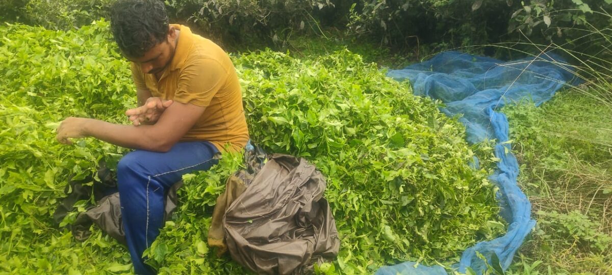 सीमांचल के चाय बागानों पर लूपर कैटरपिलर का कहर, महंगी दवा भी हो रही बेअसर 1 Whatsapp Image 2026 06 26 At 9.40.04 Am 1