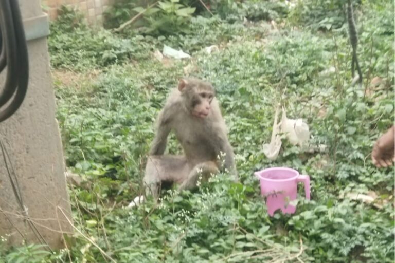 नोवामुंडी में खाने की तलाश में बस्ती पहुंचा बंदर, बिजली तार की चपेट में आकर घायल 
