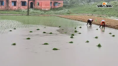 सारण: 24 घंटे की लगातार बारिश के बाद तरैया में शुरू हुई धान रोपनी, किसानों के खिले चेहरे