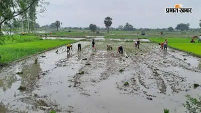 सीवान : दरौंदा में खेतों में लौटी रौनक, धान की रोपनी ने पकड़ी रफ्तार