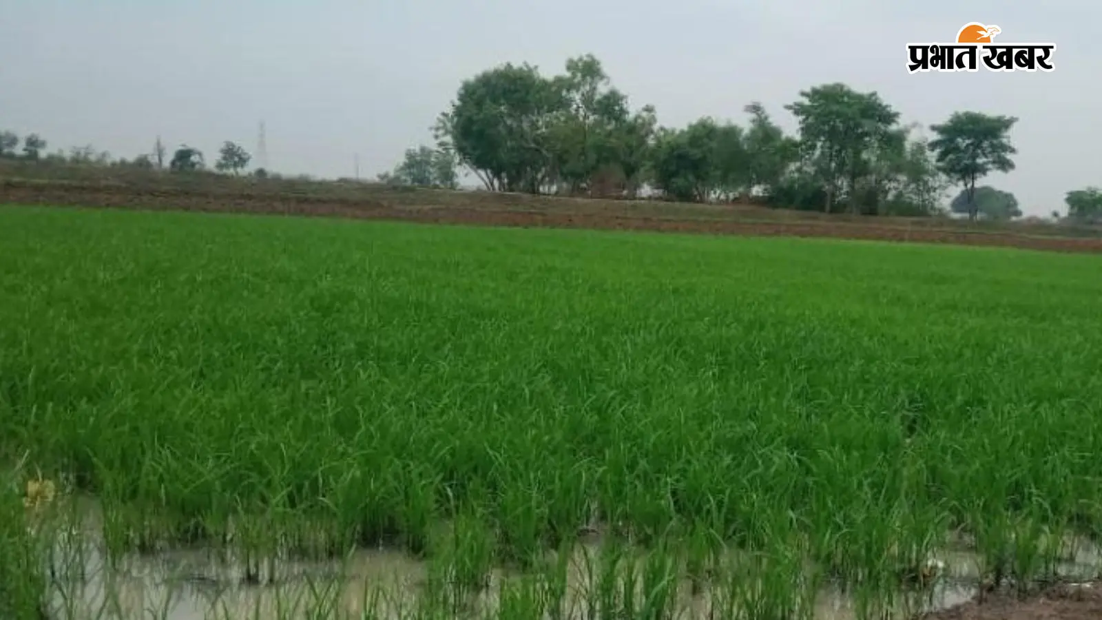 बक्सर में बारिश की कमी से धान की रोपनी प्रभावित, लक्ष्य के मुकाबले केवल 3 प्रतिशत खेती हुई