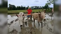 पांचाटि पूजा के साथ धान रोपाई की हुई शुरुआत, खेतों में लौटी रौनक