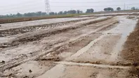 बक्सर: डुमरांव में हल्की बारिश से धान रोपनी में आई तेजी, गर्मी से भी लोगों को राहत