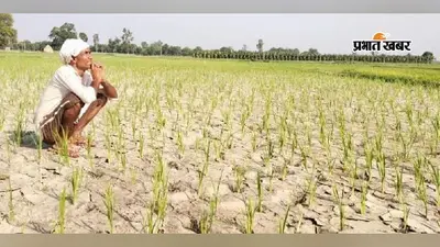 भागलपुर में बारिश के बावजूद आधे से अधिक खेतों में नहीं हो सकी धान की रोपाई, किसान अब भी अच्छी बारिश के इंतजार में