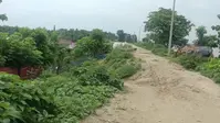 महानंदा नदी का पूर्वी तटबंध जर्जर: कलदासपुर से दरियापुर तक 3 फीट तक कटी मिट्टी