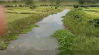 बदहाली का शिकार कमतौल की खिरोई नदी, जलकुंभी और अतिक्रमण के कारण नाले में हुई तब्दील