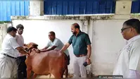 रामगढ़: एफएमडी टीकाकरण अभियान जारी, अब तक 18,070 पशुओं को लगाया गया टीका