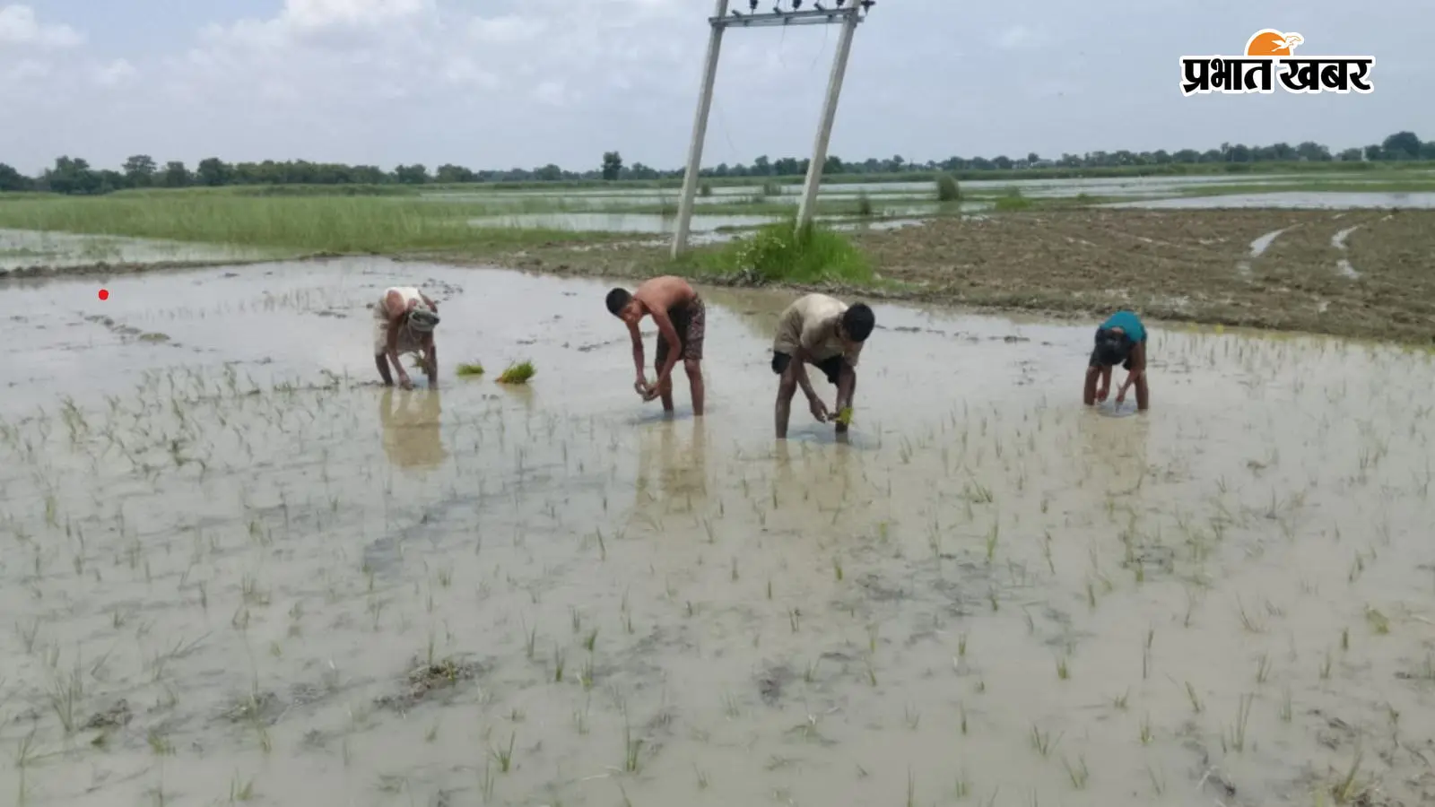 धान रोपनी की तस्वीर धान रोपनी की तस्वीर