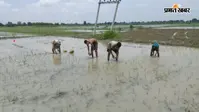 सीवान में बारिश से किसानों की बढ़ी उम्मीदें, डीजल खर्च घटने से मिली बड़ी राहत