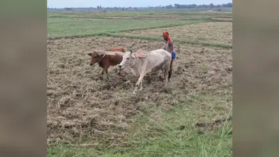 नवादा: आधुनिकीकरण के दौर में भी प्रासंगिक है हल-बैल से खेती, छोटे खेतों के लिए वरदान और सेहत के लिए फायदेमंद