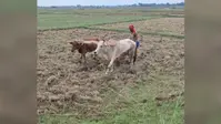 नवादा: आधुनिकीकरण के दौर में भी प्रासंगिक है हल-बैल से खेती, छोटे खेतों के लिए वरदान और सेहत के लिए फायदेमंद