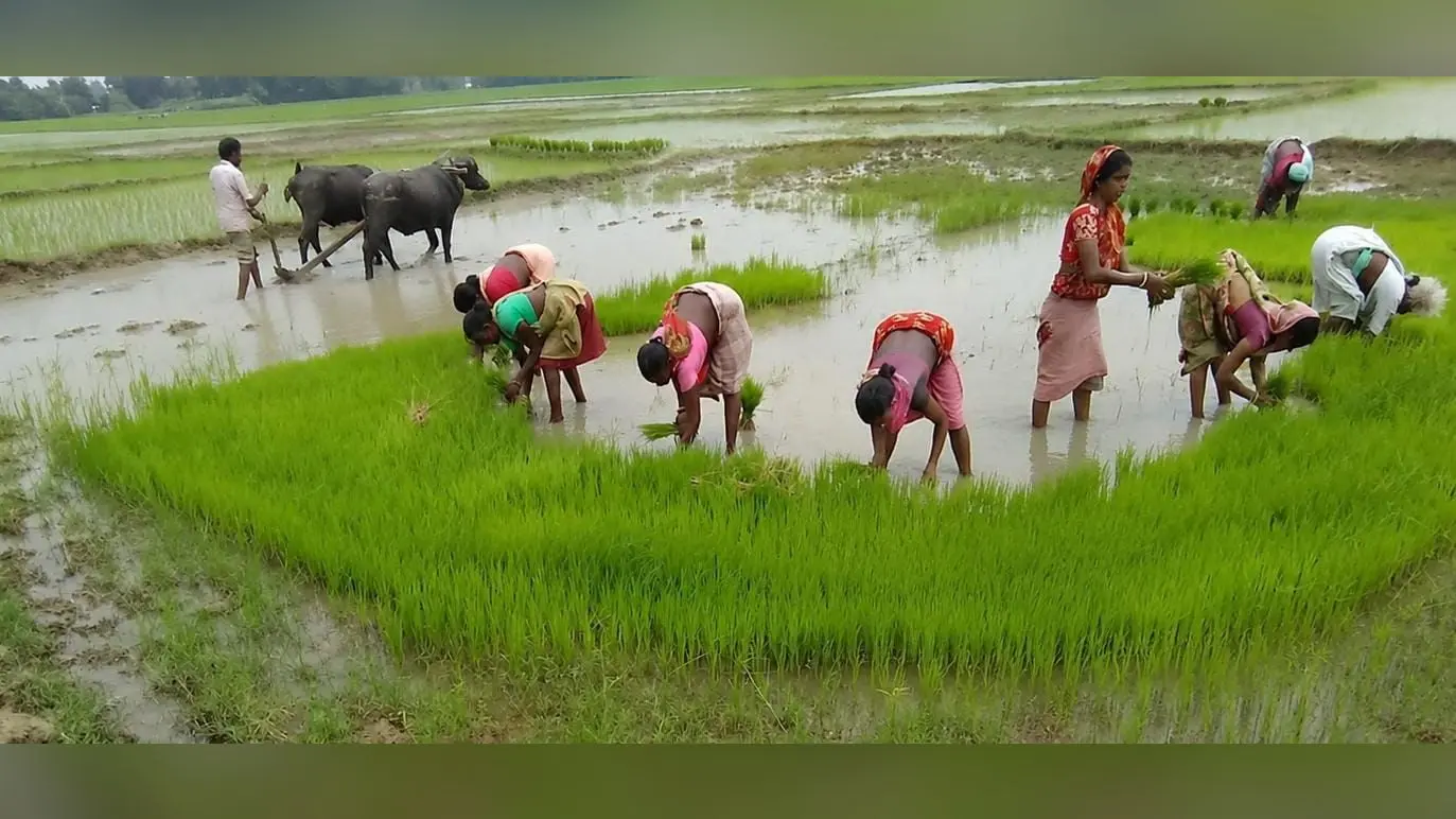 17जी 26- बारिश के साथ गालूडीह क्षेत्र में धान रोपनी में जुटे किसान. 17जी 27- कृषि वैज्ञानिक डॉ डी रजक | Prabhat Khabar Network 17जी 26- बारिश के साथ गालूडीह क्षेत्र में धान रोपनी में जुटे किसान. 17जी 27- कृषि वैज्ञानिक डॉ डी रजक | Prabhat Khabar Network