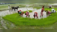 जुलाई में अब तक 167 मिमी बारिश, सुस्त पड़ी खेती में आयी तेजी