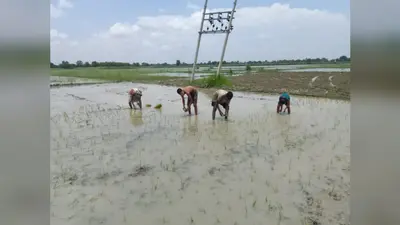 सीवान में बारिश बनी किसानों की उम्मीद, 49.85 प्रतिशत धान की रोपनी पूरी, तेजी से बढ़ रहा रकबा