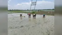 सीवान में बारिश बनी किसानों की उम्मीद, 49.85 प्रतिशत धान की रोपनी पूरी, तेजी से बढ़ रहा रकबा