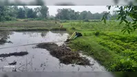 पंजवारा में किसानों पर दोहरी मार: सुस्त मानसून के बीच पंपसेट के भरोसे धान रोपनी, जुताई और मजदूरी के दाम भी आसमान पर