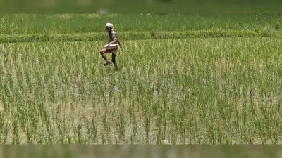 बारिश के बाद धान के बिचड़ों की बुआई में आई तेजी, कमतौल में खाद छिड़काव में जुटे किसान