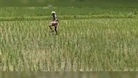 बारिश के बाद धान की फसल में आई तेजी, कमतौल में किसान खाद छिड़काव में जुटे