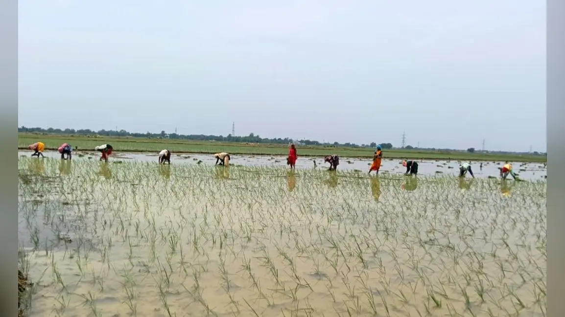 फोटो कैप्शन : खेत में धान की रोपनी करतीं महिला किसान | Prabhat Khabar Network फोटो कैप्शन : खेत में धान की रोपनी करतीं महिला किसान | Prabhat Khabar Network