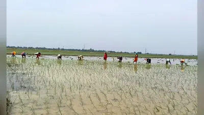 बक्सर: बारिश ने बढ़ाई किसानों की चिंता, निजी ट्यूबवेल के सहारे डुमरांव में हो रही धान की रोपनी