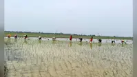 बक्सर: बारिश ने बढ़ाई किसानों की चिंता, निजी ट्यूबवेल के सहारे डुमरांव में हो रही धान की रोपनी