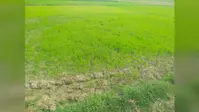 जहानाबाद में कमजोर मानसून से धान की रोपनी पर संकट, अब तक सिर्फ 12% लक्ष्य हुआ पूरा
