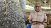 मर्चेंट नेवी की नौकरी छोड़ कैप्टन मनीष ने पटना में मछली पालन से कमाए 50 लाख, एडवांस तकनीक से लिखी सफलता की नई कहानी