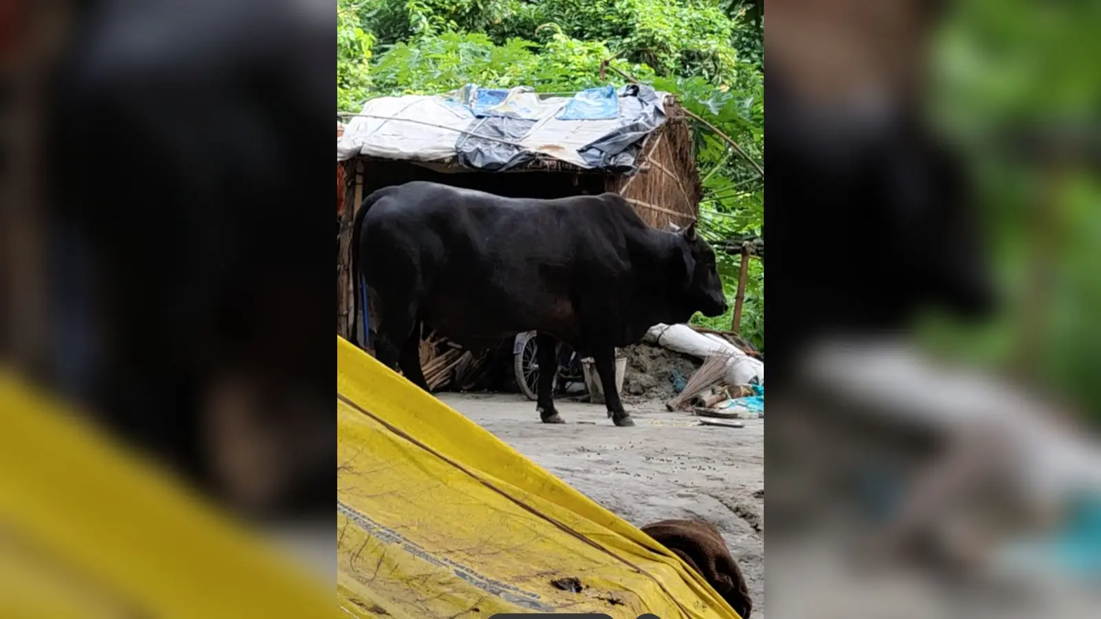 स्थानीय ग्रामीण के दरवाजे पर खड़ा सांड व किसानों के खेतों में फसल को नुकसान पहुंचाता | Prabhat Khabar Network स्थानीय ग्रामीण के दरवाजे पर खड़ा सांड व किसानों के खेतों में फसल को नुकसान पहुंचाता | Prabhat Khabar Network