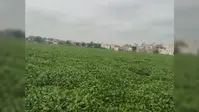 मोतीझील फिर बदहाल, जलकुंभी से ढकी झील, बोटिंग ठप और करोड़ों की योजनाओं पर सवाल