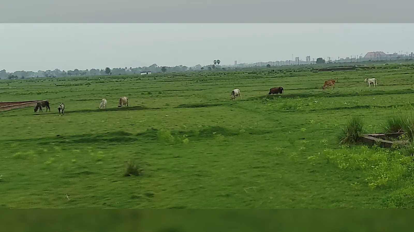फोटो - राजगीर के इन खेतों में जहाँ होती थी धान की रोपनी, वहां चरते हैं मवेशी | Prabhat Khabar Network फोटो - राजगीर के इन खेतों में जहाँ होती थी धान की रोपनी, वहां चरते हैं मवेशी | Prabhat Khabar Network