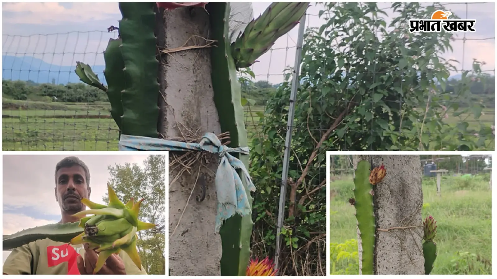 ड्रैगन फ्रूट का पौधा और फल के साथ किसान (बाएं नीचे). फोटो: प्रभात खबर ड्रैगन फ्रूट का पौधा और फल के साथ किसान (बाएं नीचे). फोटो: प्रभात खबर