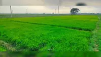 झमाझम बारिश से धान के बिचड़े को मिली नयी जान, किसानों के चेहरे खिले