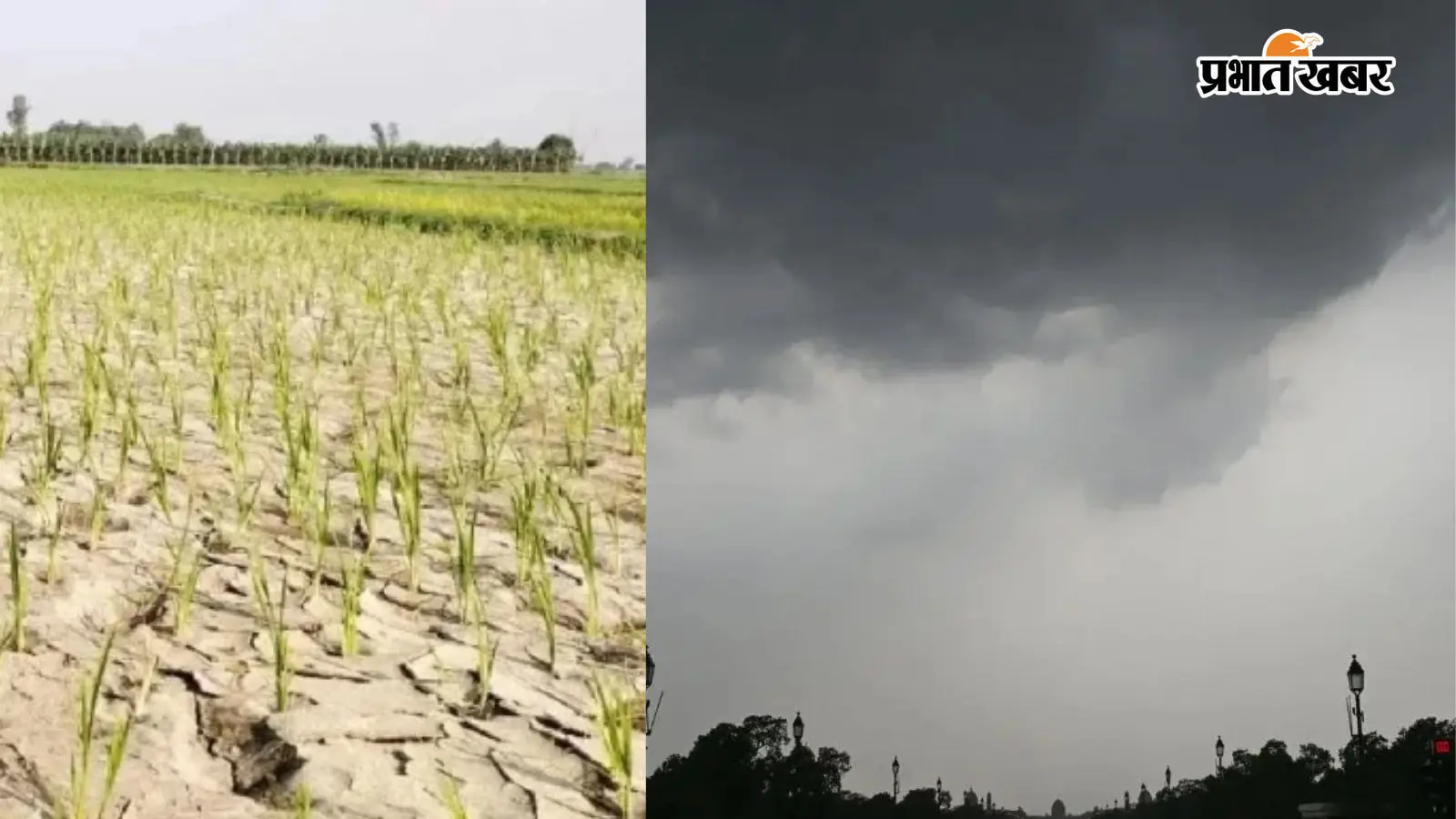 परैया में सूखा: बारिश की कमी से किसानों का हाल बेहाल परैया में सूखा: बारिश की कमी से किसानों का हाल बेहाल