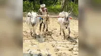 ट्रैक्टर के दौर में भी जिंदा है हल-बैल से खेती की परंपरा