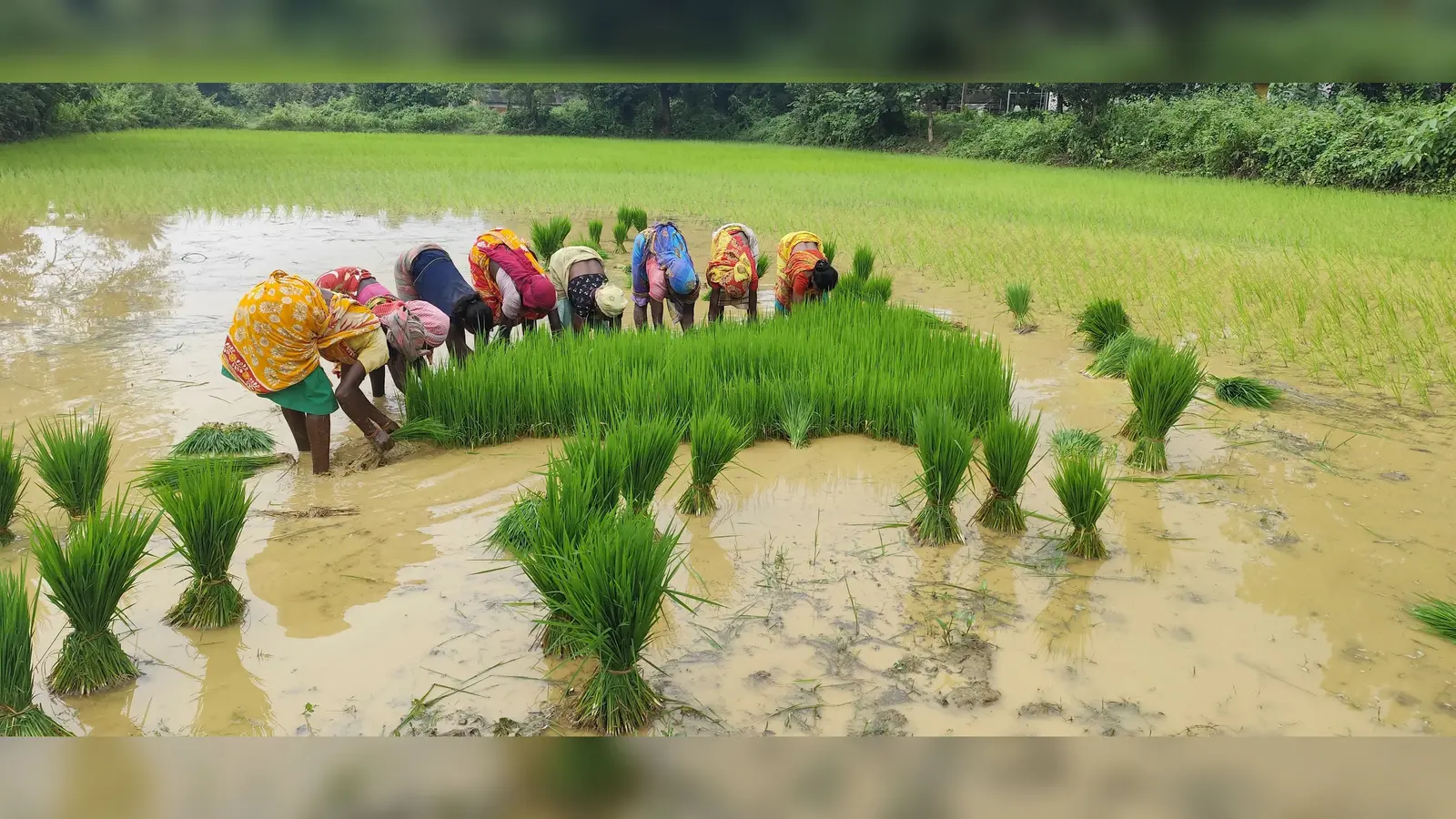 18जी 25- बाघुड़िया पंचायत में रोपनी करते किसान. 18जी 26- दायीं नहर में बहता पानी | Prabhat Khabar Network 18जी 25- बाघुड़िया पंचायत में रोपनी करते किसान. 18जी 26- दायीं नहर में बहता पानी | Prabhat Khabar Network