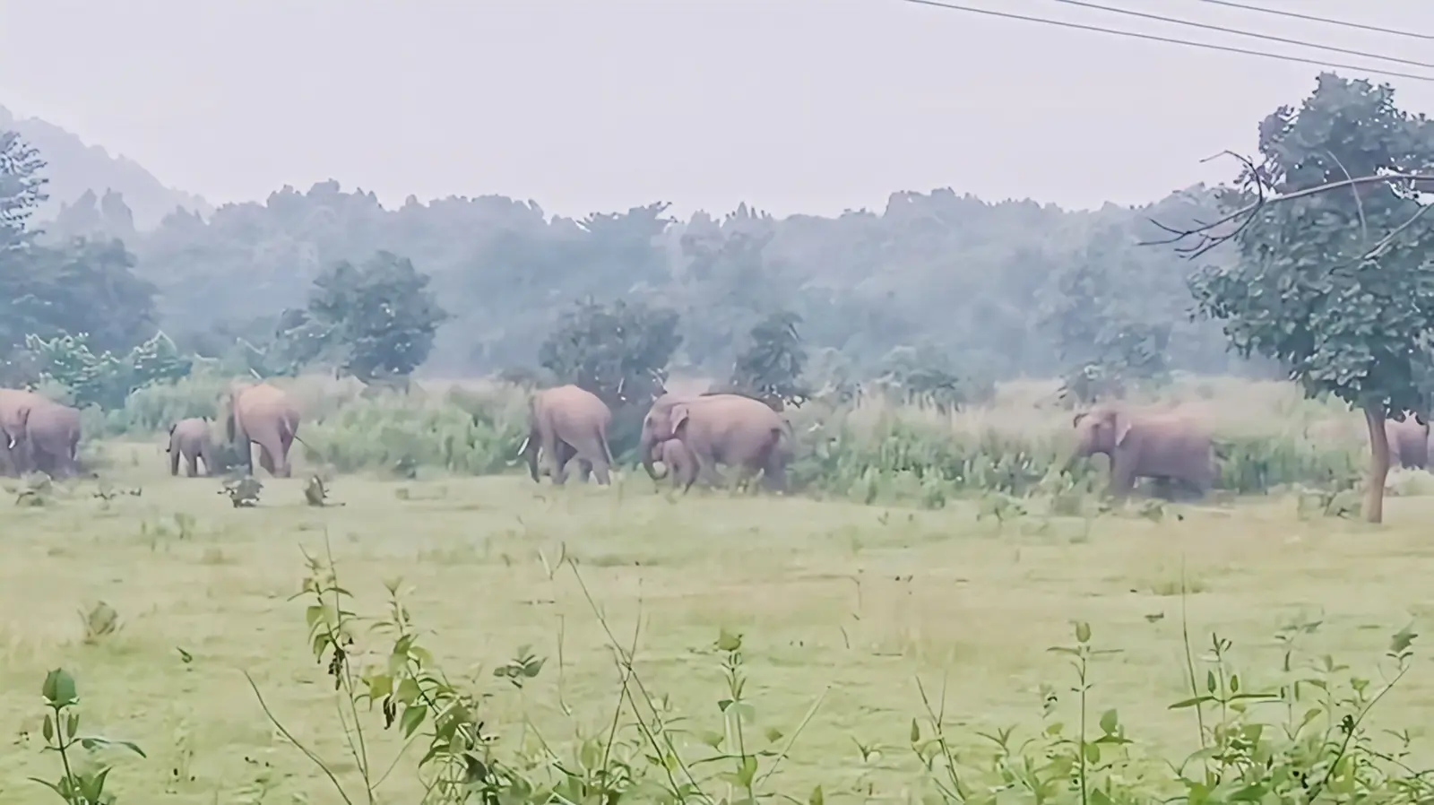 फोटो फाइल : 18गोला05- हाथियों का झूंड | Prabhat Khabar Network फोटो फाइल : 18गोला05- हाथियों का झूंड | Prabhat Khabar Network