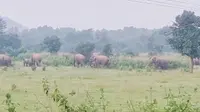 सुतरी गांव पहुंचा 40-45 जंगली हाथियों का झुंड, ग्रामीणों में दहशत